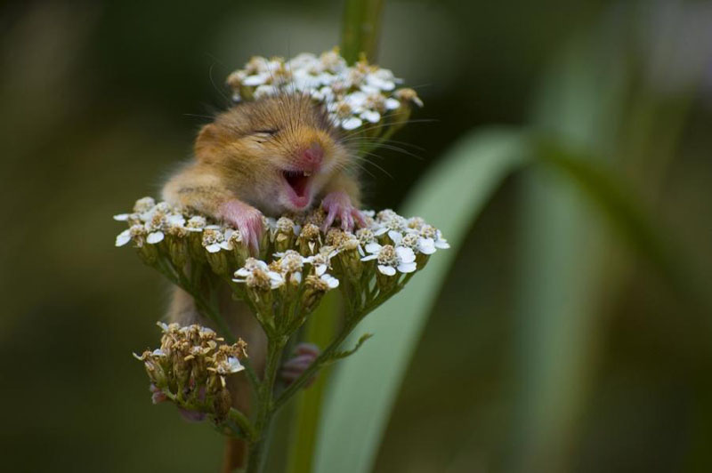 http://twistedsifter.com/2011/02/picture-of-the-day-awww-yeah-flowers/